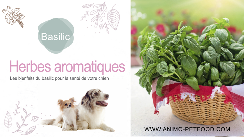 bienfaits du basilic pour le chien